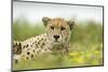 Cheetah at Ngorongoro Conservation Area, Tanzania-Paul Souders-Mounted Photographic Print