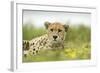 Cheetah at Ngorongoro Conservation Area, Tanzania-Paul Souders-Framed Photographic Print