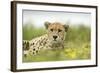 Cheetah at Ngorongoro Conservation Area, Tanzania-Paul Souders-Framed Photographic Print