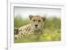 Cheetah at Ngorongoro Conservation Area, Tanzania-Paul Souders-Framed Photographic Print