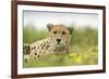 Cheetah at Ngorongoro Conservation Area, Tanzania-Paul Souders-Framed Photographic Print