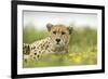 Cheetah at Ngorongoro Conservation Area, Tanzania-Paul Souders-Framed Photographic Print