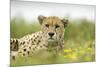 Cheetah at Ngorongoro Conservation Area, Tanzania-Paul Souders-Mounted Photographic Print