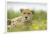 Cheetah at Ngorongoro Conservation Area, Tanzania-Paul Souders-Framed Photographic Print