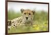 Cheetah at Ngorongoro Conservation Area, Tanzania-Paul Souders-Framed Photographic Print