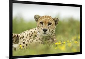 Cheetah at Ngorongoro Conservation Area, Tanzania-Paul Souders-Framed Photographic Print