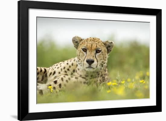 Cheetah at Ngorongoro Conservation Area, Tanzania-Paul Souders-Framed Photographic Print