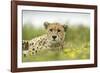 Cheetah at Ngorongoro Conservation Area, Tanzania-Paul Souders-Framed Photographic Print