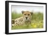 Cheetah at Ngorongoro Conservation Area, Tanzania-Paul Souders-Framed Photographic Print