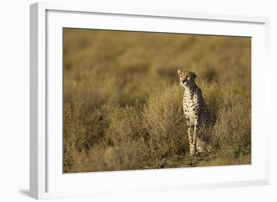 Cheetah at Ngorongoro Conservation Area, Tanzania-Paul Souders-Framed Photographic Print