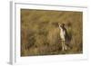 Cheetah at Ngorongoro Conservation Area, Tanzania-Paul Souders-Framed Photographic Print