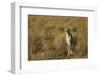 Cheetah at Ngorongoro Conservation Area, Tanzania-Paul Souders-Framed Photographic Print