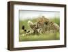 Cheetah at Ngorongoro Conservation Area, Tanzania-Paul Souders-Framed Photographic Print