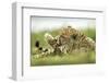 Cheetah at Ngorongoro Conservation Area, Tanzania-Paul Souders-Framed Photographic Print