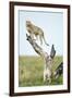 Cheetah at Ngorongoro Conservation Area, Tanzania-null-Framed Photographic Print