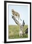 Cheetah at Ngorongoro Conservation Area, Tanzania-null-Framed Photographic Print