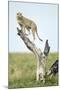 Cheetah at Ngorongoro Conservation Area, Tanzania-null-Mounted Photographic Print