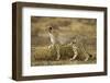 Cheetah at Ngorongoro Conservation Area, Tanzania-null-Framed Photographic Print