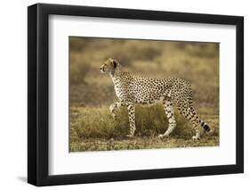 Cheetah at Ngorongoro Conservation Area, Tanzania-null-Framed Photographic Print