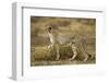 Cheetah at Ngorongoro Conservation Area, Tanzania-null-Framed Photographic Print