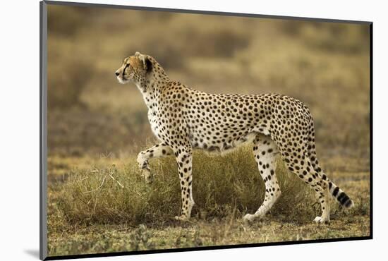 Cheetah at Ngorongoro Conservation Area, Tanzania-null-Mounted Photographic Print