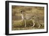 Cheetah at Ngorongoro Conservation Area, Tanzania-null-Framed Photographic Print