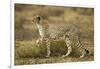 Cheetah at Ngorongoro Conservation Area, Tanzania-null-Framed Photographic Print