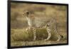 Cheetah at Ngorongoro Conservation Area, Tanzania-null-Framed Photographic Print