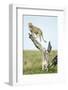 Cheetah at Ngorongoro Conservation Area, Tanzania-null-Framed Photographic Print