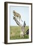 Cheetah at Ngorongoro Conservation Area, Tanzania-null-Framed Photographic Print