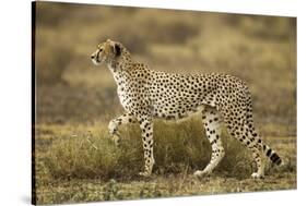 Cheetah at Ngorongoro Conservation Area, Tanzania-null-Stretched Canvas