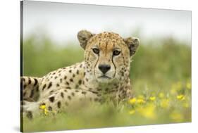 Cheetah at Ngorongoro Conservation Area, Tanzania-Paul Souders-Stretched Canvas