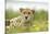 Cheetah at Ngorongoro Conservation Area, Tanzania-Paul Souders-Stretched Canvas