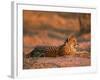 Cheetah, at Sunset, Okavango Delta, Botswana-Pete Oxford-Framed Photographic Print