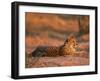 Cheetah, at Sunset, Okavango Delta, Botswana-Pete Oxford-Framed Photographic Print