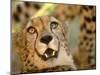 Cheetah, Cango Wildlife Ranch, Oudtshoorn, South Africa-Walter Bibikow-Mounted Photographic Print