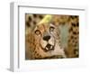 Cheetah, Cango Wildlife Ranch, Oudtshoorn, South Africa-Walter Bibikow-Framed Photographic Print