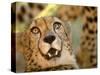 Cheetah, Cango Wildlife Ranch, Oudtshoorn, South Africa-Walter Bibikow-Stretched Canvas