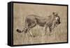 Cheetah Carrying Thomson's Gazelle Calf Kill-Paul Souders-Framed Stretched Canvas