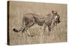 Cheetah Carrying Thomson's Gazelle Calf Kill-Paul Souders-Stretched Canvas