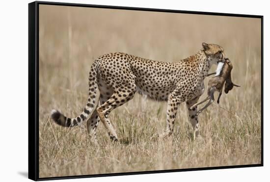 Cheetah Carrying Thomson's Gazelle Calf Kill-Paul Souders-Framed Stretched Canvas