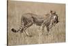 Cheetah Carrying Thomson's Gazelle Calf Kill-Paul Souders-Stretched Canvas