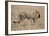 Cheetah Carrying Thomson's Gazelle Calf Kill-Paul Souders-Framed Photographic Print