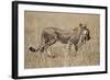 Cheetah Carrying Thomson's Gazelle Calf Kill-Paul Souders-Framed Photographic Print