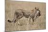Cheetah Carrying Thomson's Gazelle Calf Kill-Paul Souders-Mounted Photographic Print