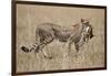 Cheetah Carrying Thomson's Gazelle Calf Kill-Paul Souders-Framed Photographic Print