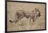 Cheetah Carrying Thomson's Gazelle Calf Kill-Paul Souders-Framed Photographic Print