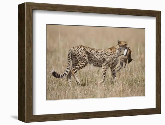 Cheetah Carrying Thomson's Gazelle Calf Kill-Paul Souders-Framed Photographic Print