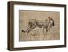 Cheetah Carrying Thomson's Gazelle Calf Kill-Paul Souders-Framed Photographic Print