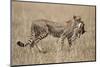 Cheetah Carrying Thomson's Gazelle Calf Kill-Paul Souders-Mounted Photographic Print